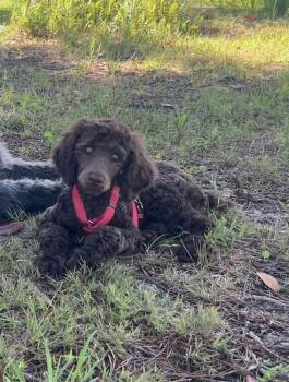 Poodle Dogs Available for Adoption in Alafaya, Florida - Eve | PetCurious