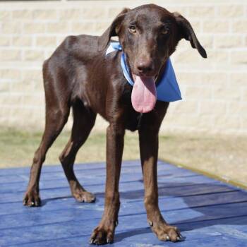 Rescue Doberman Pinscher Dogs for Adoption in San Antonio, Texas - BILLY | PetCurious