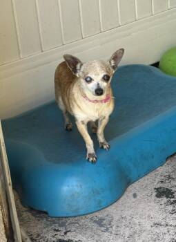 Chihuahua Dogs Available for Adoption in New York, New York - Leverne & Shirely | PetCurious