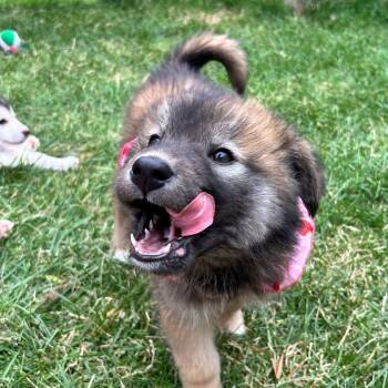 Dorothy -  Mixed Breed Dog for Adoption in Oakville, Ontario - Dorothy | PetCurious