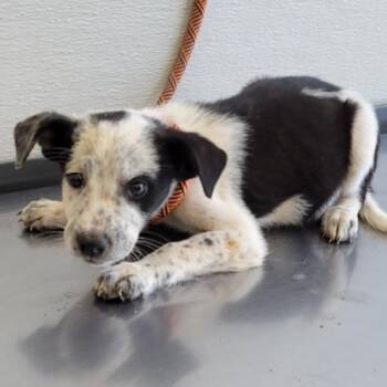 928 (2026) Takis -  Cattle Dog and Mixed Breed Dog for Adoption in Parker, Colorado - 928 (2026) Takis | PetCurious