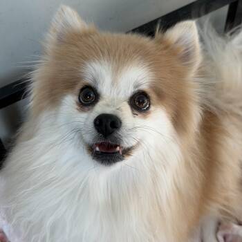 Pomeranian Dogs Available for Adoption - Levi | PetCurious