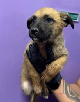Belgian Shepherd Malinois and Mixed Breed Dogs Available for Adoption in El Paso, Texas - 60837305 | PetCurious