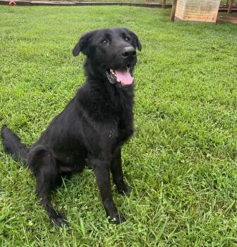 Graham -  Flat Coated Retriever and Newfoundland Dog Dog for Adoption in Sautee Nacoochee, Georgia - Graham | PetCurious