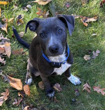 Spirit Success - Local Pup -  Australian Cattle Dog Blue Heeler and Black Labrador Retriever Dog for Adoption in Andover, Massachusetts - Spirit Success - Local Pup | PetCurious