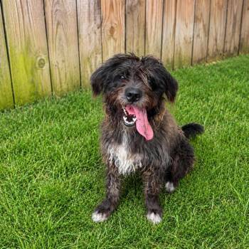 Reggie -  Schnauzer and Poodle Dog for Adoption in Quakertown, Pennsylvania - Reggie | PetCurious