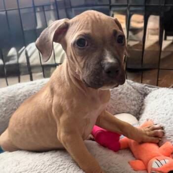 Pancake -  Boxer and Mixed Breed Dog Available for Adoption in Las Vegas, Nevada - Pancake | PetCurious