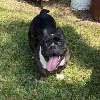 Zero II 26-054 -  English Bulldog and Mixed Breed Dog for Adoption in Little Rock, Arkansas - Zero II 26-054 | PetCurious