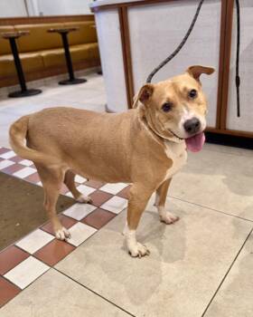 Pit Bull Terrier Dogs Available for Adoption - Pillow | PetCurious