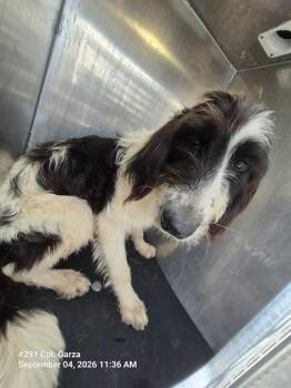 MARGARET WALLABE -  Field Spaniel Dog for Adoption in San Antonio, Texas - MARGARET WALLABE | PetCurious
