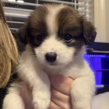 Yorkshire Terrier and Mixed Breed Dogs Available for Adoption in Baton Rouge, Louisiana - S