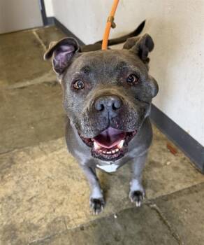 DARLING -  Pit Bull Terrier Dog for Adoption in Ontario, California - DARLING | PetCurious