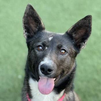 Belgian Shepherd Malinois Dogs Available for Adoption - Haru | PetCurious