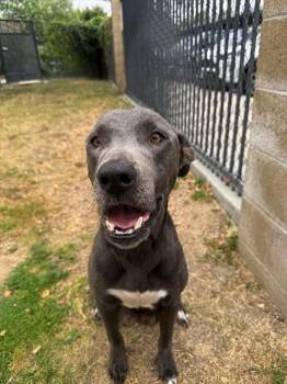 Labrador Retriever and Mixed Breed Dogs Available for Adoption in Riverside, California - EMBER | PetCurious
