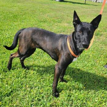 Belgian Shepherd Malinois and Black Labrador Retriever Dogs Available for Adoption in New Orleans, Louisiana - Emily | PetCurious