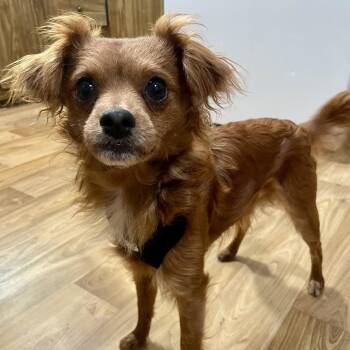 Dash -  Papillon and Chihuahua Dog for Adoption in Sautee Nacoochee, Georgia - Dash | PetCurious
