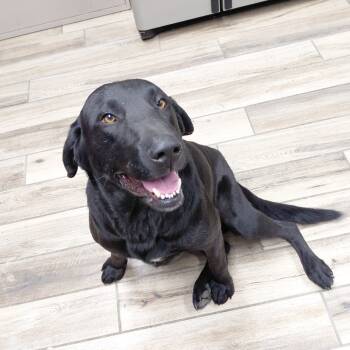 Rescue Labrador Retriever Dogs for Adoption in Henderson, Kentucky - Jefferson | PetCurious