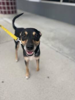 Grand Pappy -  Mixed Breed Dog for Adoption in Wando, South Carolina - Grand Pappy | PetCurious