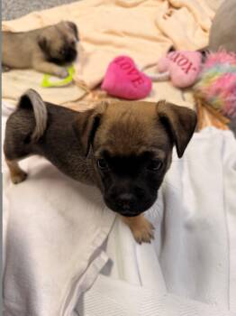 Dill -  Pug Dog for Adoption in Allegan, Michigan - Dill | PetCurious