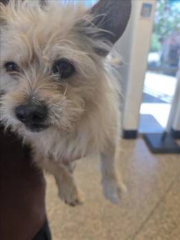 A047772 -  Cairn Terrier and Mixed Breed Dog for Adoption in Tracy, California - A047772 | PetCurious