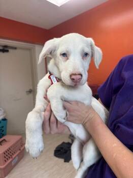 Vhagar -  Australian Shepherd and Mixed Breed Dog for Adoption in Marion, Ohio - Vhagar | PetCurious