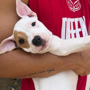 Bentley -  Pit Bull Terrier Dog for Adoption in Krum, Texas - Bentley | PetCurious