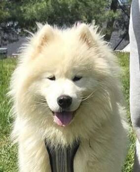 Samoyed Dogs Available for Adoption in Ellicott City, Maryland - Bumble | PetCurious