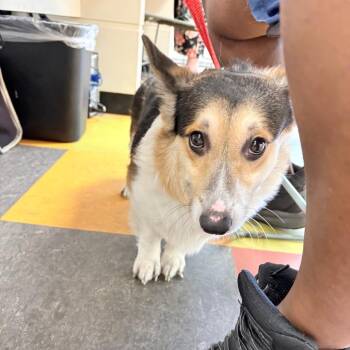 Stubbs -  Corgi Dog for Adoption in Philadelphia, Pennsylvania - Stubbs | PetCurious