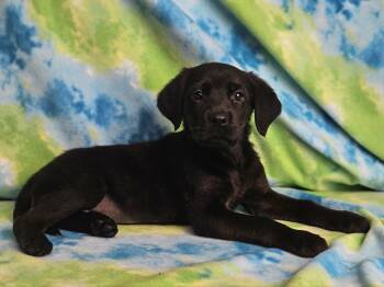 Rottweiler and Golden Retriever Dogs Available for Adoption in East Sparta, Ohio - Grits | PetCurious