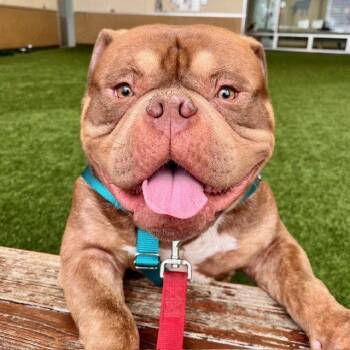 American Bulldog Dogs Available for Adoption in Burlingame, California - Hank | PetCurious