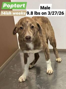 Terrier Dogs Available for Adoption in Lafayette, Colorado - Poptart | PetCurious