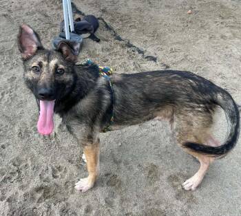 Nerissa -  German Shepherd Dog Dog for Adoption in Salinas, California - Nerissa | PetCurious