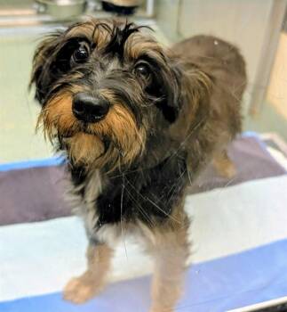 Puddin A219870 -  Yorkshire Terrier Dog for Adoption in Plano, Texas - Puddin A219870 | PetCurious