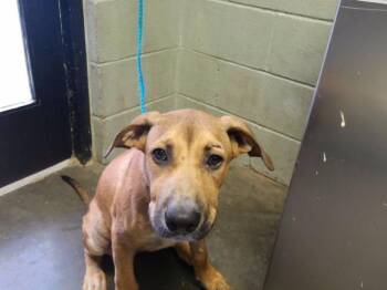 MARCO -  German Shepherd Dog and Mixed Breed Dog for Adoption in Tulsa, Oklahoma - MARCO | PetCurious