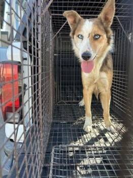 Cleo -  Australian Shepherd and Mixed Breed Dog for Adoption in Fresno, California - Cleo | PetCurious