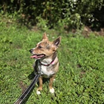 Autumn -  Chihuahua and Mixed Breed Dog for Adoption in New Hope, Pennsylvania - Autumn | PetCurious