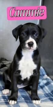 Cammie -  Black Labrador Retriever Dog for Adoption in Dandridge, Tennessee - Cammie | PetCurious