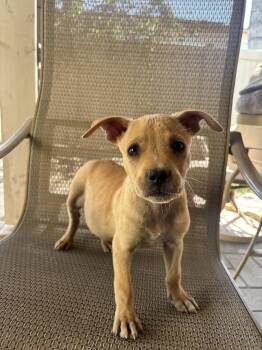 Pit Bull Terrier and Corgi Dogs Available for Adoption in Fullerton, California - Howard | PetCurious