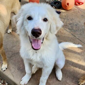 Marley -  Great Pyrenees Dog for Adoption in Mead, Colorado - Marley | PetCurious
