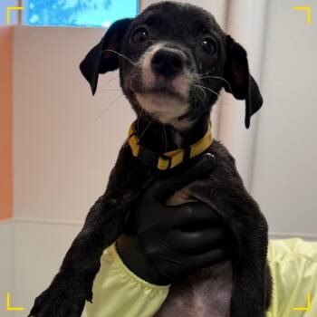 Cinnabon Delight -  Mixed Breed Dog Available for Adoption in Austin, Texas - Cinnabon Delight | PetCurious