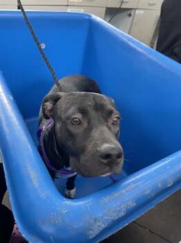 Rescue Mixed Breed Dogs for Adoption in Dallas, Texas - TAMALE | PetCurious