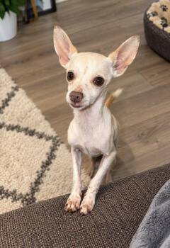 Chico -  Chihuahua Dog for Adoption in San Antonio, Texas - Chico | PetCurious