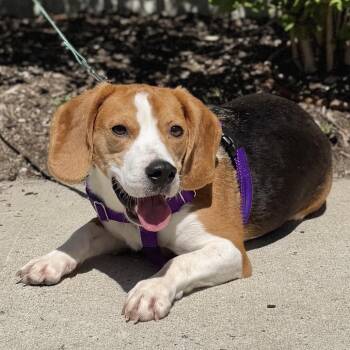 Beagle Dogs Available for Adoption in East Hampton, New York - LV | PetCurious