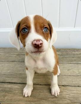 Hound Dogs Available for Adoption in Greenlawn, New York - Puddles | PetCurious