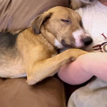Hound Dogs Available for Adoption in Des Moines, Iowa - Bucky | PetCurious