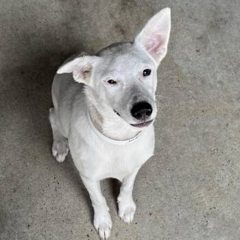 Tinker/Little Girl -  Jack Russell Terrier Dog for Adoption in Parrish, Alabama - Tinker/Little Girl | PetCurious