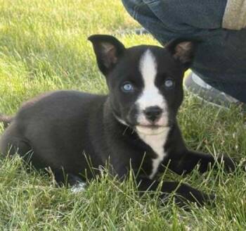 Mixed Breed Dogs Available for Adoption in Janesville, Wisconsin - Panda | PetCurious
