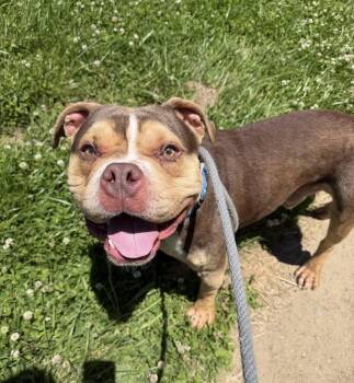 Tripout -  Pit Bull Terrier Dog Available for Adoption in Cleveland, Ohio - Tripout | PetCurious