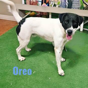 Rescue Australian Shepherd Dogs for Adoption in Joliet, Illinois - Oreo | PetCurious