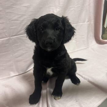 Border Collie and Mixed Breed Dogs Available for Adoption in Stormville, New York - CT Hot Topic | PetCurious